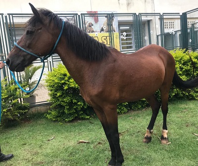 #PraCegoVer: Fotografia do cavalo Pégasus. Ele é grande e tem a cor marron